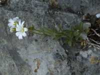 Cerastium latifolium 2, Saxifraga-Jan van der Straaten