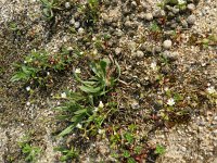 Cerastium pumilum 15, Steenhoornbloem, Saxifraga-Rutger Barendse