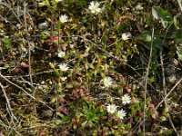 Cerastium pumilum 16, Steenhoornbloem, Saxifraga-Rutger Barendse
