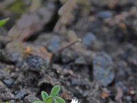 Cerastium pumilum 18, Steenhoornbloem, Saxifraga-Jeroen Willemsen