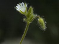 Cerastium pumilum 3, Steenhoornbloem, Saxifraga-Jan van der Straaten