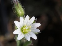 Cerastium pumilum 5, Steenhoornbloem, Saxifraga-Rutger Barendse