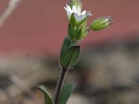 Cerastium pumilum 6, Steenhoornbloem, Saxifraga-Rutger Barendse