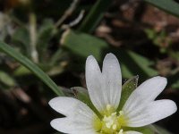 Cerastium pumilum 7, Steenhoornbloem, Saxifraga-Rutger Barendse