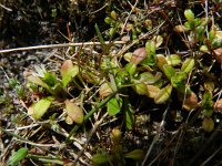 Cerastium semidecandrum 11, Zandhoornbloem, Saxifraga-Rutger Barendse