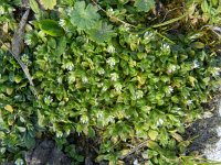 Cerastium semidecandrum 12, Zandhoornbloem, Saxifraga-Rutger Barendse