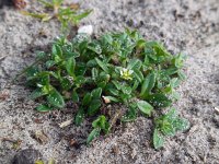 Cerastium semidecandrum 13, Zandhoornbloem, Saxifraga-Ed Stikvoort