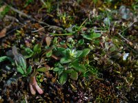 Cerastium semidecandrum 14, Zandhoornbloem, Saxifraga-Ed Stikvoort