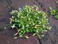 Cerastium semidecandrum 15, Zandhoornbloem, Saxifraga-Ed Stikvoort
