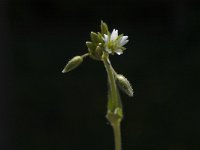 Cerastium semidecandrum 2, Zandhoornbloem, Saxifraga-Jan van der Straaten