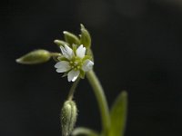 Cerastium semidecandrum 3, Zandhoornbloem, Saxifraga-Jan van der Straaten
