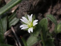 Cerastium semidecandrum 6, Zandhoornbloem, Saxifraga-Rutger Barendse