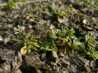Cerastium semidecandrum 8, Zandhoornbloem, Saxifraga-Rutger Barendse