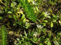 Cerastium semidecandrum 9, Zandhoornbloem, Saxifraga-Rutger Barendse
