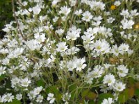 Cerastium tomentosum 12, Viltige hoornbloem, Saxifraga-Ed Stikvoort