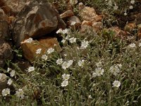 Cerastium tomentosum 7, Viltige hoornbloem, Saxifraga-Annemiek Bouwman