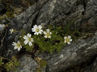 Cerastium uniflorum 14, Saxifraga-Jan van der Straaten