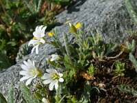 Cerastium uniflorum 16, Saxifraga-Jeroen Willemsen