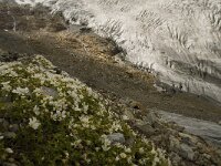 Cerastium uniflorum 9, Saxifraga-Willem van Kruijsbergen