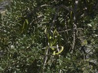 Ceratonia siliqua 7, Saxifraga-Willem van Kruijsbergen