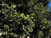 Ceratonia siliqua 9, Saxifraga-Ed Stikvoort