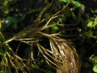 Ceratophyllum submersum 3, Fijn hoornblad, Saxifraga-Rutger Barendse