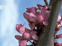 Cercis siliquastrum 6, Saxifraga-Jan van der Straaten