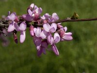 Cercis siliquastrum 8, Saxifraga-Jan van der Straaten