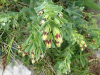 Cerinthe glabra 2, Saxifraga-Jasenka Topic