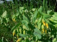 Cerinthe minor 3, Saxifraga-Jan Willem Jongepier