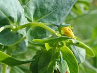 Cerinthe minor 4, Saxifraga-Jeroen Willemsen