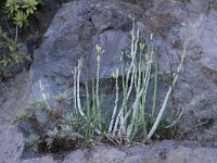 Ceropegia dichotoma 8, Saxifraga-Dirk Hilbers