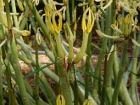 Ceropegia dichotoma ssp dichotoma 1, Saxifraga-Ed Stikvoort