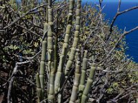 Ceropegia dichotoma ssp dichotoma 2, Saxifraga-Ed Stikvoort