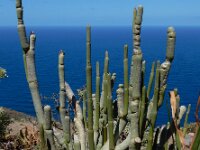 Ceropegia dichotoma ssp dichotoma 3, Saxifraga-Ed Stikvoort