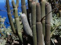 Ceropegia dichotoma ssp dichotoma 4, Saxifraga-Ed Stikvoort