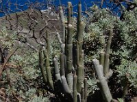 Ceropegia dichotoma ssp dichotoma 5, Saxifraga-Ed Stikvoort