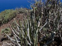 Ceropegia dichotoma ssp dichotoma 6, Saxifraga-Ed Stikvoort