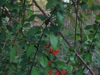 Chaenomeles japonica 2, Japanse sierkwee, Saxifraga-Rutger Barendse