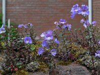 Chaenorhinum origanifolium 11, Marjoleinbekje, Saxifraga-Ed Stikvoort
