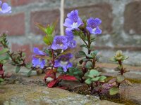 Chaenorhinum origanifolium 12, Marjoleinbekje, Saxifraga-Ed Stikvoort