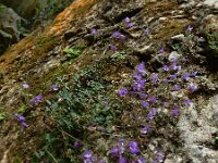 Chaenorhinum origanifolium 23, Marjoleinbekje, Saxifraga-Ed Stikvoort : Poncebos - Cordiñanes de Valdeón s9900