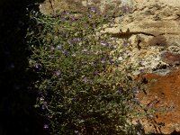 Chaenorhinum origanifolium 26, Marjoleinbekje, Saxifraga-Ed Stikvoort : Espinama en Potes s9900