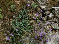 Chaenorhinum origanifolium 27, Marjoleinbekje, Saxifraga-Ed Stikvoort : Poncebos - Cordiñanes de Valdeón s9900