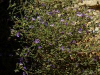 Chaenorhinum origanifolium 28, Marjoleinbekje, Saxifraga-Ed Stikvoort : Espinama en Potes s9900