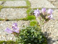 Chaenorhinum origanifolium 5, Marjoleinbekje, Saxifraga-Rutger Barendse