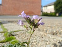 Chaenorhinum origanifolium 6, Marjoleinbekje, Saxifraga-Rutger Barendse