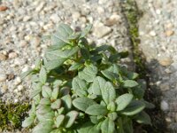 Chaenorhinum origanifolium 7, Marjoleinbekje, Saxifraga-Rutger Barendse