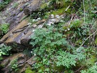 Chaerophyllum hirsutum 2, Saxifraga-Rutger Barendse