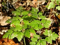 Chaerophyllum temulum 11, Dolle kervel, Saxifraga-Rutger Barendse